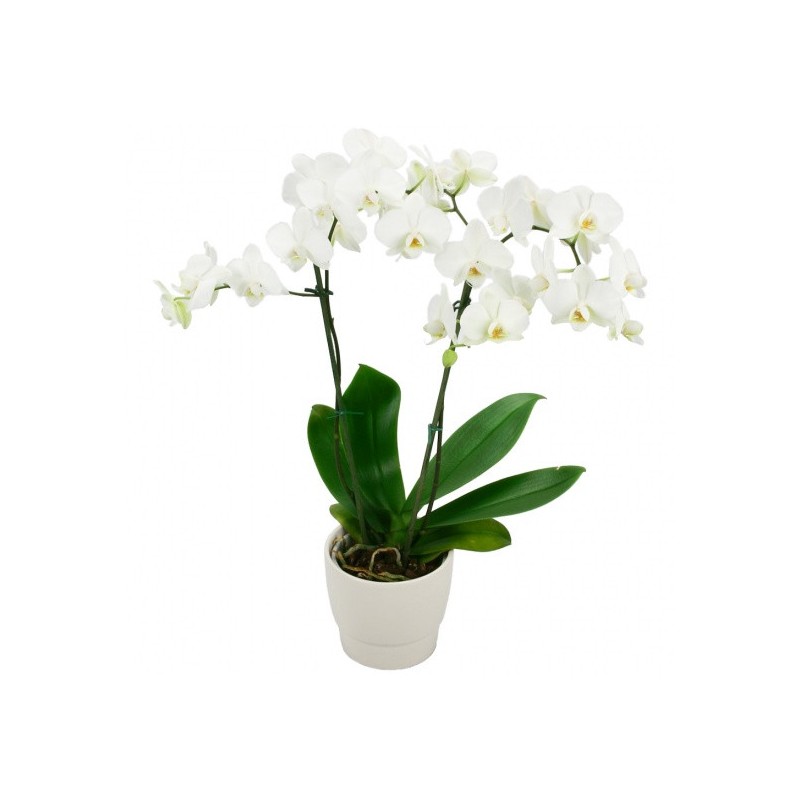 ORCHIDÉE A FLEURS BLANCHES