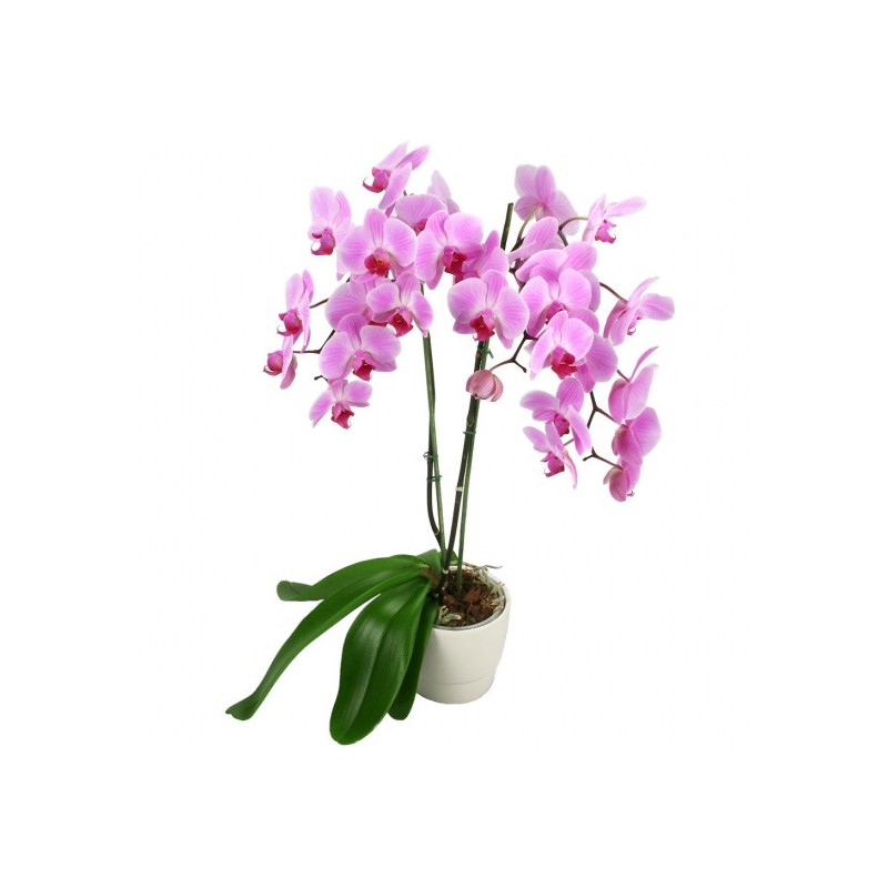 ORCHIDÉE A FLEURS FUSHIA ORCHIDÉE A FLEURS FUSHIA