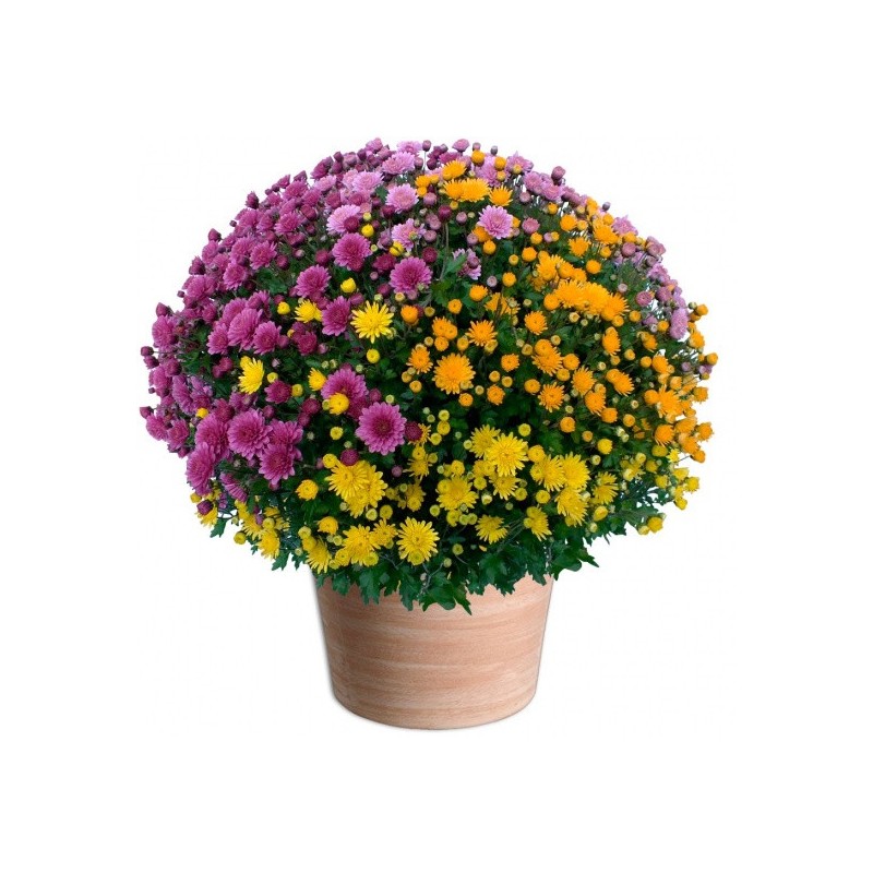 CHRYSANTHÈME MULTICOLORE