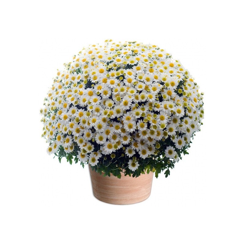 CHRYSANTHÈME BLANC