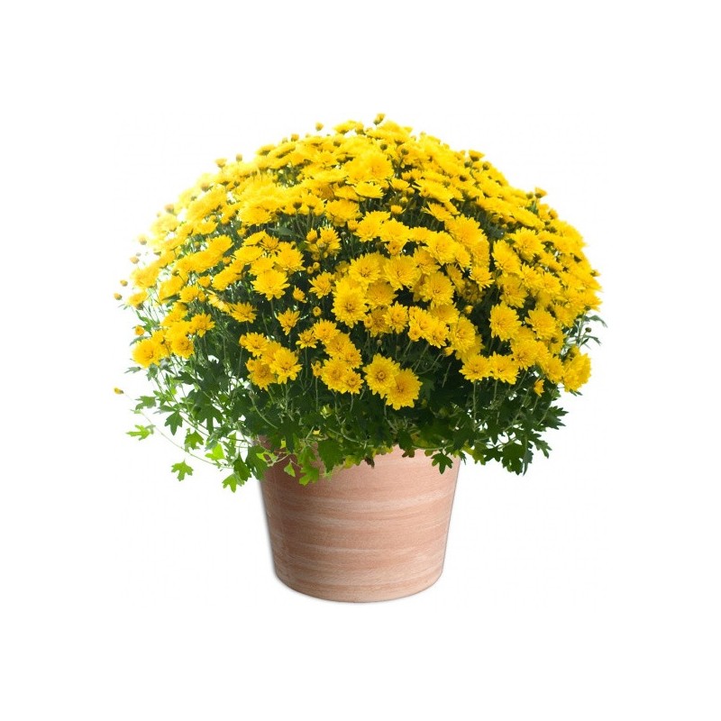 CHRYSANTHÈME JAUNE