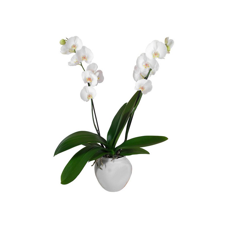 ORCHIDÉE BLANCHE EN POT