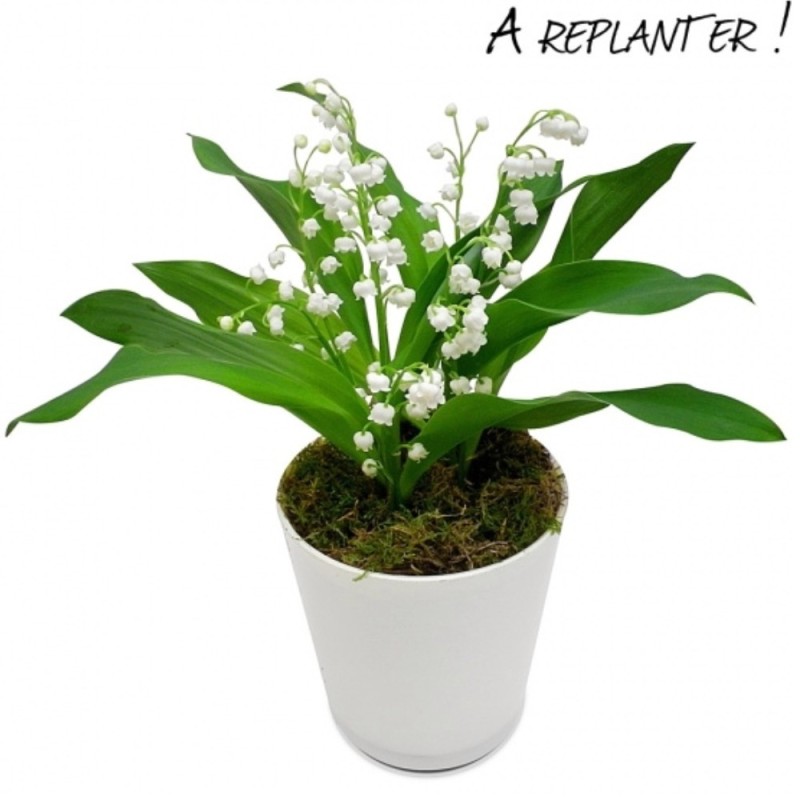 MUGUET EN POT AVEC RACINES