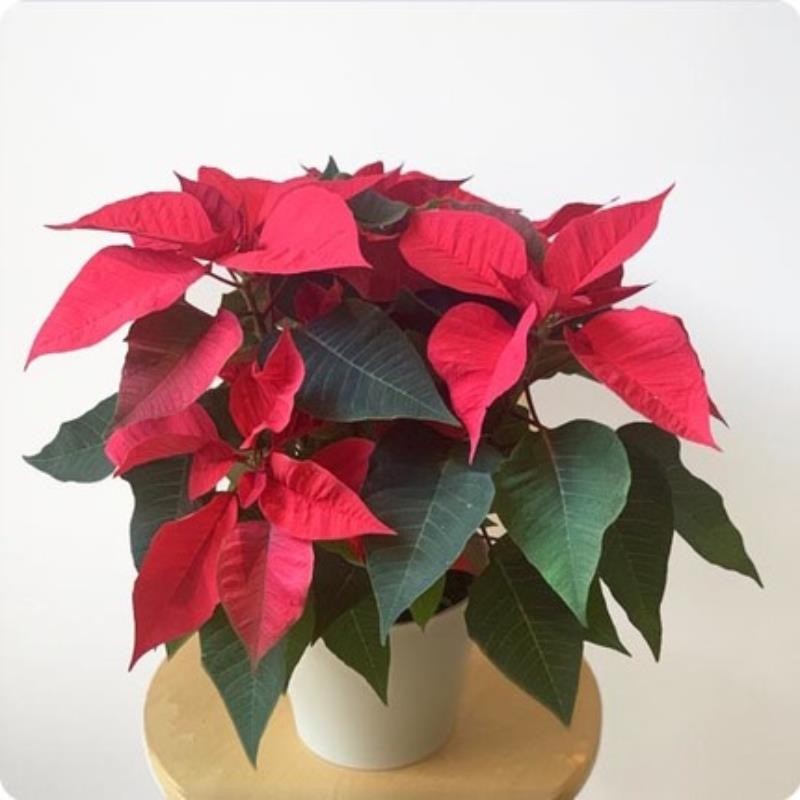 Poinsettia - Plante fleurie de Noël