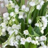 BOUQUET DE MUGUET