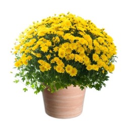 CHRYSANTHÈME DE LA TOUSSAINT
