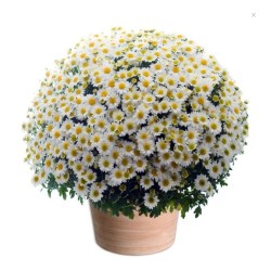 CHRYSANTHÈME DE LA TOUSSAINT