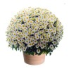 CHRYSANTHÈME DE LA TOUSSAINT
